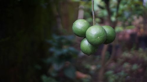 Close-up of fruits growing on tree