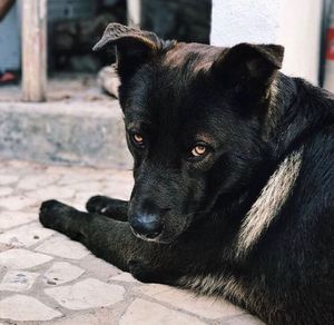 Close-up portrait of black dog