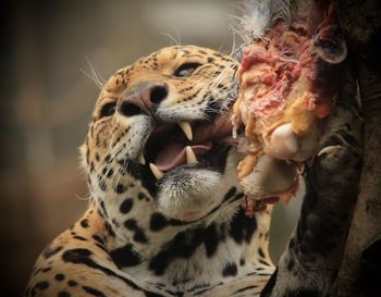 Close-up of jaguar eating prey in forest