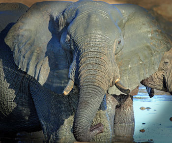 Close-up of elephant