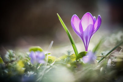 Close-up of purple flowers blooming outdoors