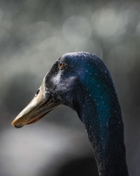 Close-up of a peacock