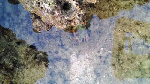 Close-up of turtle in water