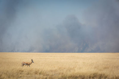 Springbok crosses grassy plain with smoke behind