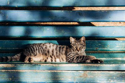 Portrait of cat resting on bench