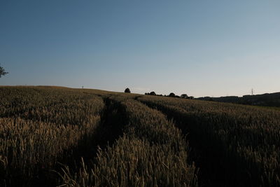 Scenic view of field against clear sky