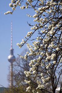 White flower tree with fernsehturm in background