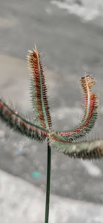 Close-up of flowering plant on land against sky