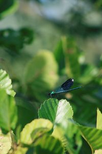 Close-up of butterfly on leaf