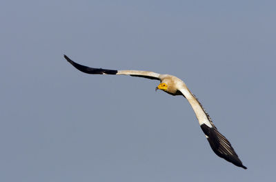 Low angle view of eagle flying in sky