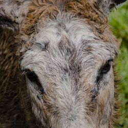 Close-up of horse