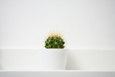 Close-up of cactus plant in pot