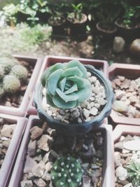 High angle view of potted plant