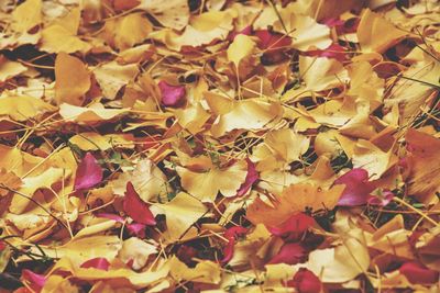 Full frame shot of autumn leaves