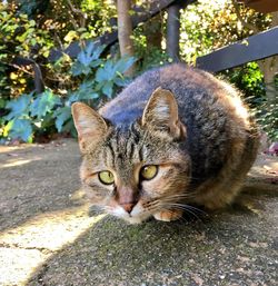 Close-up portrait of cat