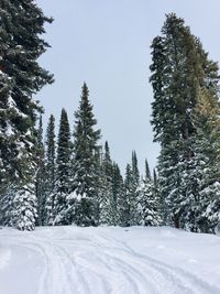 Pine trees on snow covered land against sky