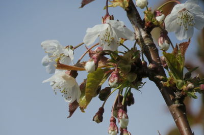 Low angle view of cherry blossoms in spring