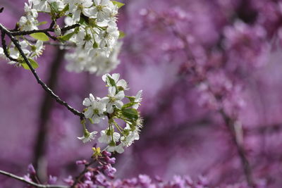 Close-up of cherry blossoms in spring