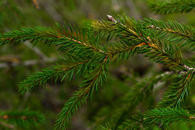 Fir branch against a blurred green background