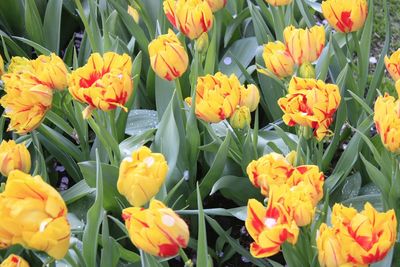 Close-up of orange tulips