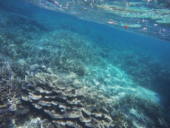 High angle view of corals in sea