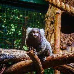 Monkey sitting on branch