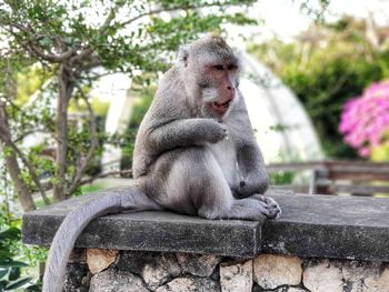 Monkey sitting on stone wall against trees