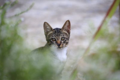 Close-up portrait of cat