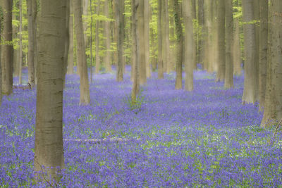 Bluebells growing amidst trees in forest