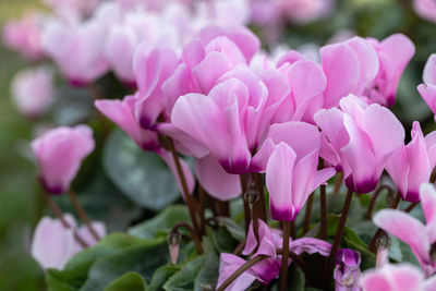 Close-up of pink flowers