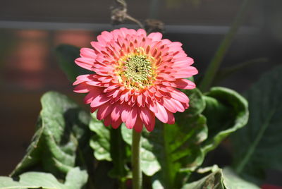 Close-up of pink flower