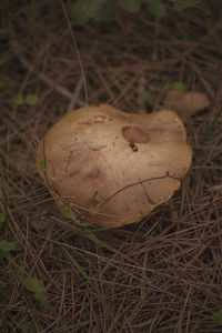 Close-up of plant on field