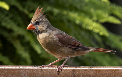 Northern cardinal along the backyard deck