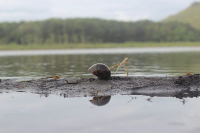 Duck on a lake