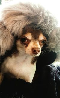 Close-up portrait of a dog