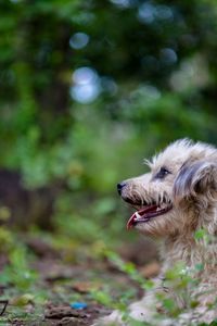Close-up of dog sticking out tongue outdoors