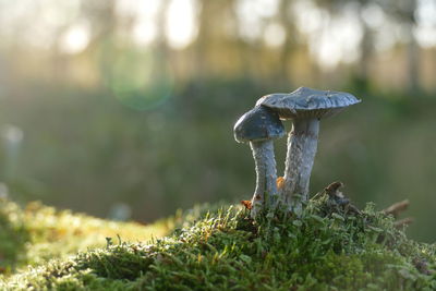 Close-up of mushroom growing on field