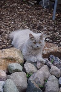 Portrait of cat sitting on rock