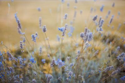 Close-up of flowers on field