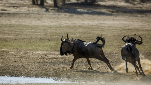 Horse standing on field