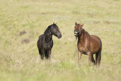 Horses in a field