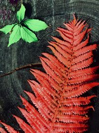 High angle view of autumnal leaves on plant