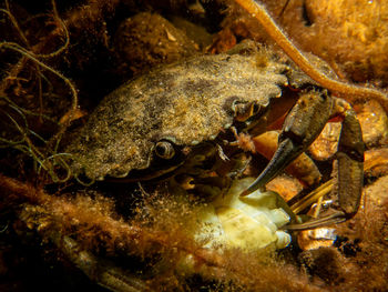 Close-up of crab in sea