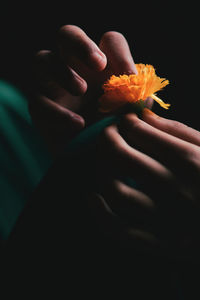 Close-up of hand holding orange flower