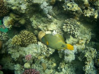 View of fish swimming in sea