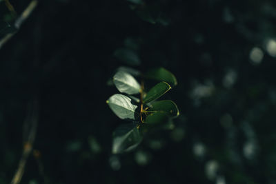 Close-up of green plant