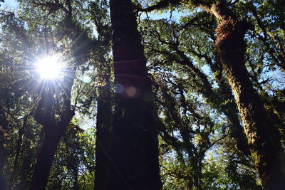 Low angle view of trees in forest