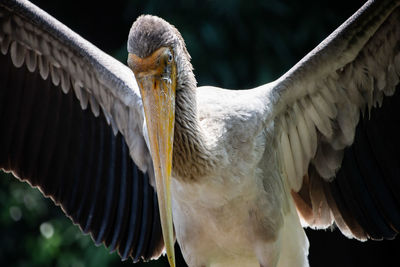 Close-up of eagle