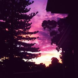 Silhouette of trees at sunset