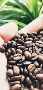 Close-up of hand holding coffee beans